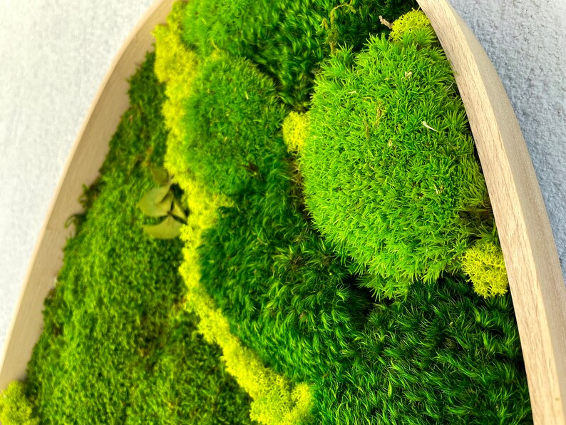 Jade Symphony Moss Art